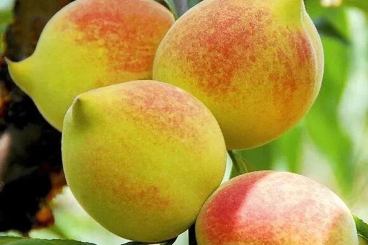 韶關2天團·《低10°生活+時令水果》保證入住紅葉世界風景區內酒店~獨立別墅星空玻璃房（永安旅遊 旅行團）