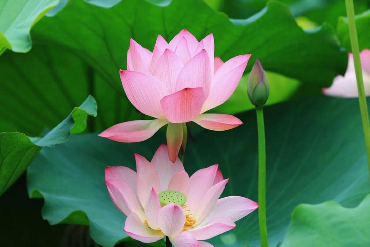 東莞橋頭蓮湖《一年一度賞荷花》暢遊深圳最美古村之一「甘坑客家古鎮」品嚐【招牌紅燒乳鴿宴(每人半隻乳鴿)】【客家土窯雞+秘製三杯鴨宴】純玩一天團（永安旅遊 旅行團）