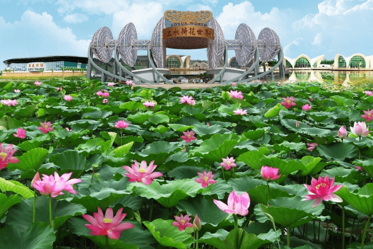 《季節限定．賞荷之旅》三水荷花世界 「二世祖私房菜」享用【高湯大蝦宴】「鼎盛廚房」享用得獎名菜【金桂禦膳錦繡飛鳳宴】保證2晚入住順德新君悅國際酒店 順德美食純玩3天團（永安旅遊 旅行團）
