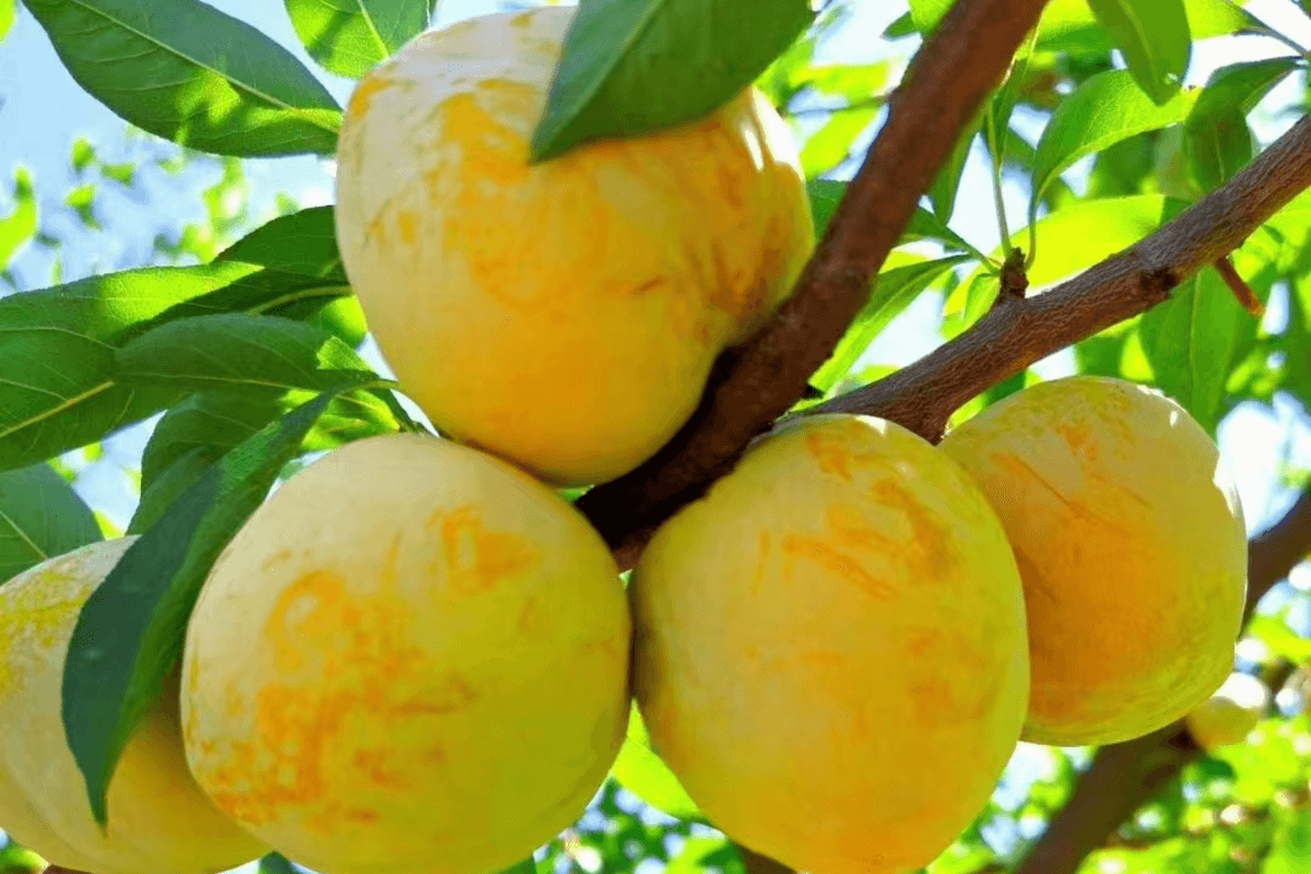 韶關3天團·《光影丹霞+佳果季(黃金奈李)》保證入住2026年全新開業韶關祥源丹霞自由家酒店（永安旅遊 旅行團）