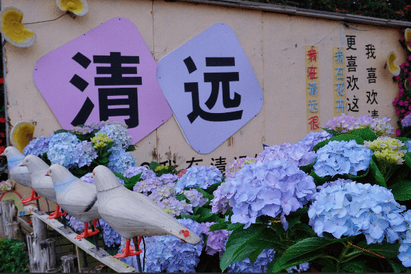 清遠小洱海『桃花湖』、花卉莊園《清遠馳名雙雞宴》純玩2天團(星晨旅遊 旅行團)