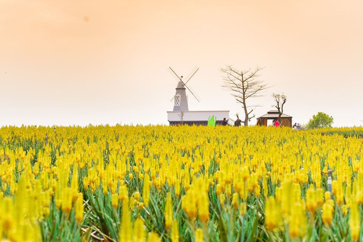 《暖暖溫泉+釣蝦樂+中國的蘆薈普羅旺斯+去程直航船》保證入住江門亞洲福永溫泉酒店(豪華露台客房) 【濃湯乾坤豬肚荷包翅+(位上)過橋東星斑】【15年新會陳皮燉水鴨+台山生蠔宴】江門溫泉純玩2天團(永安旅遊 旅行團)